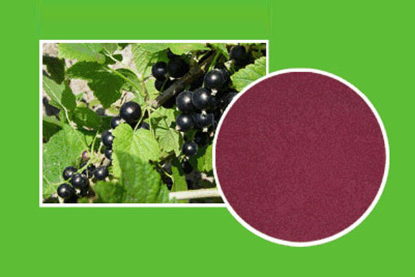 Black currant powder