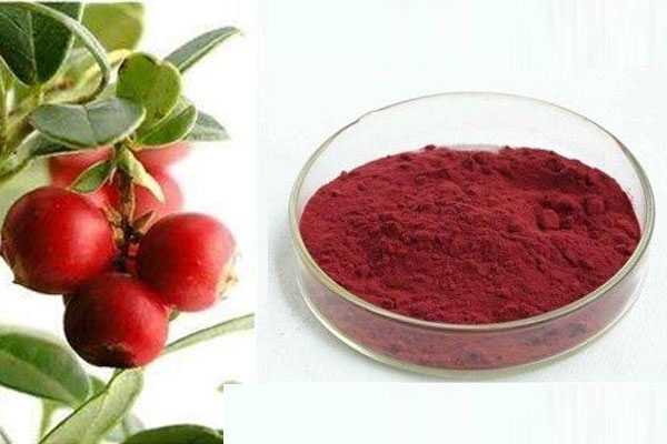 Cranberry powder